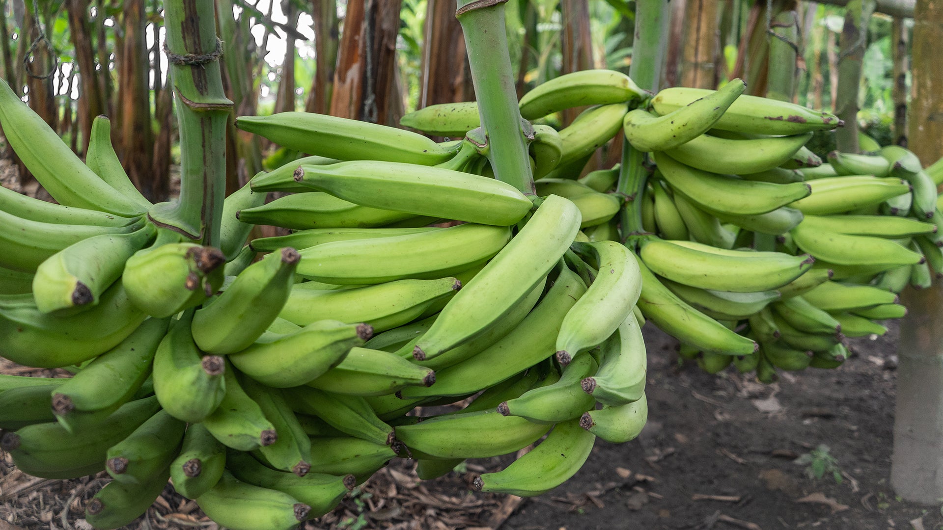 Green plantains recently harvested. Plantains are harvested in clusters. Each cluster can have anywhere from 10 to 20 plantains