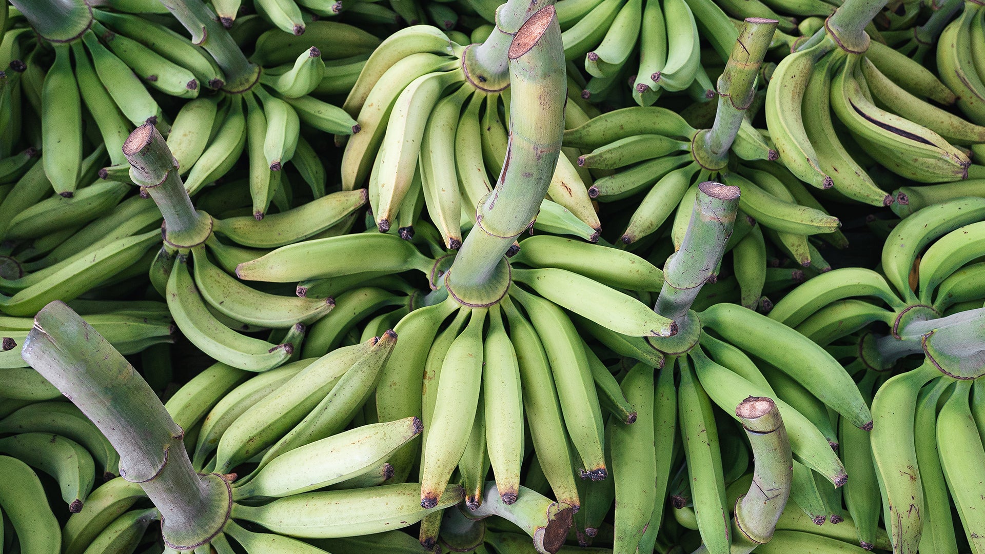 Cluster of recently harvested plantains