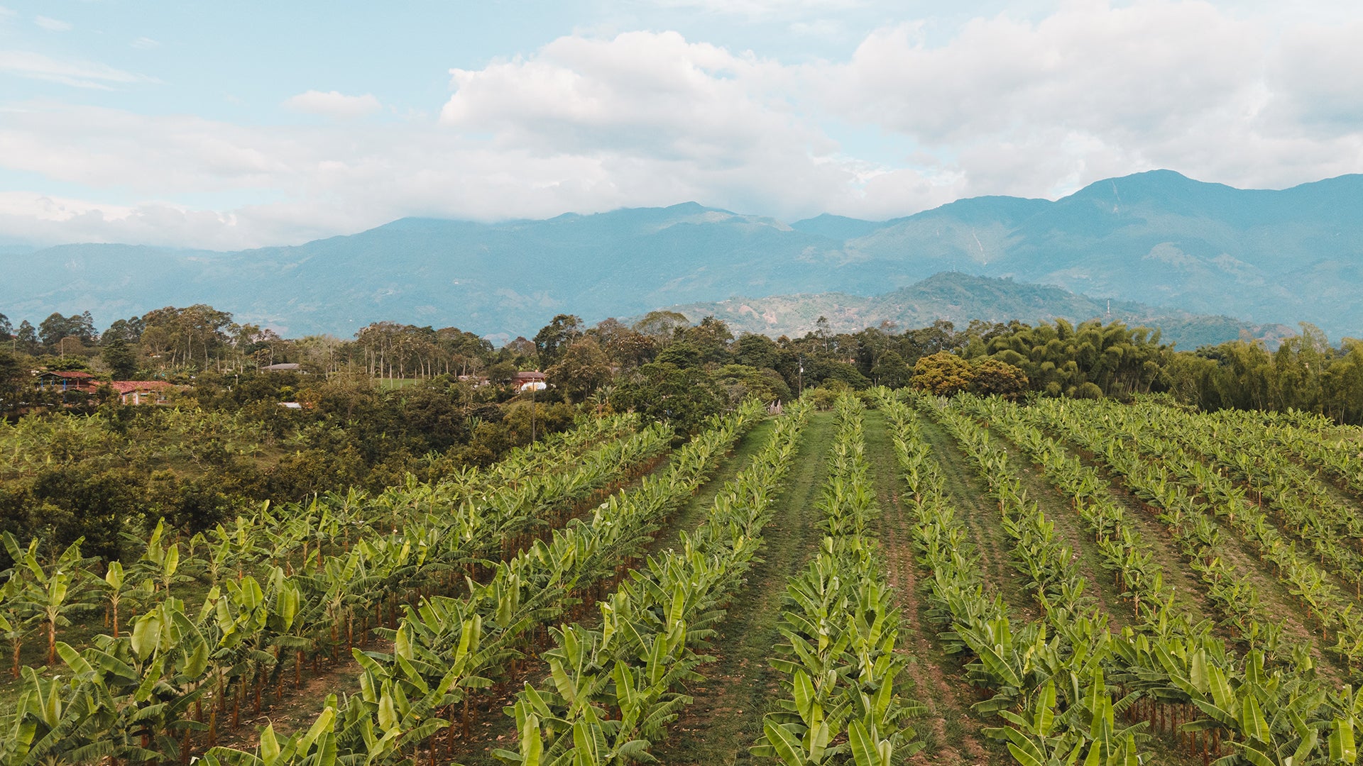 Colombia's Coffee Region offers perfect climate and elevation for plantain trees to thrive
