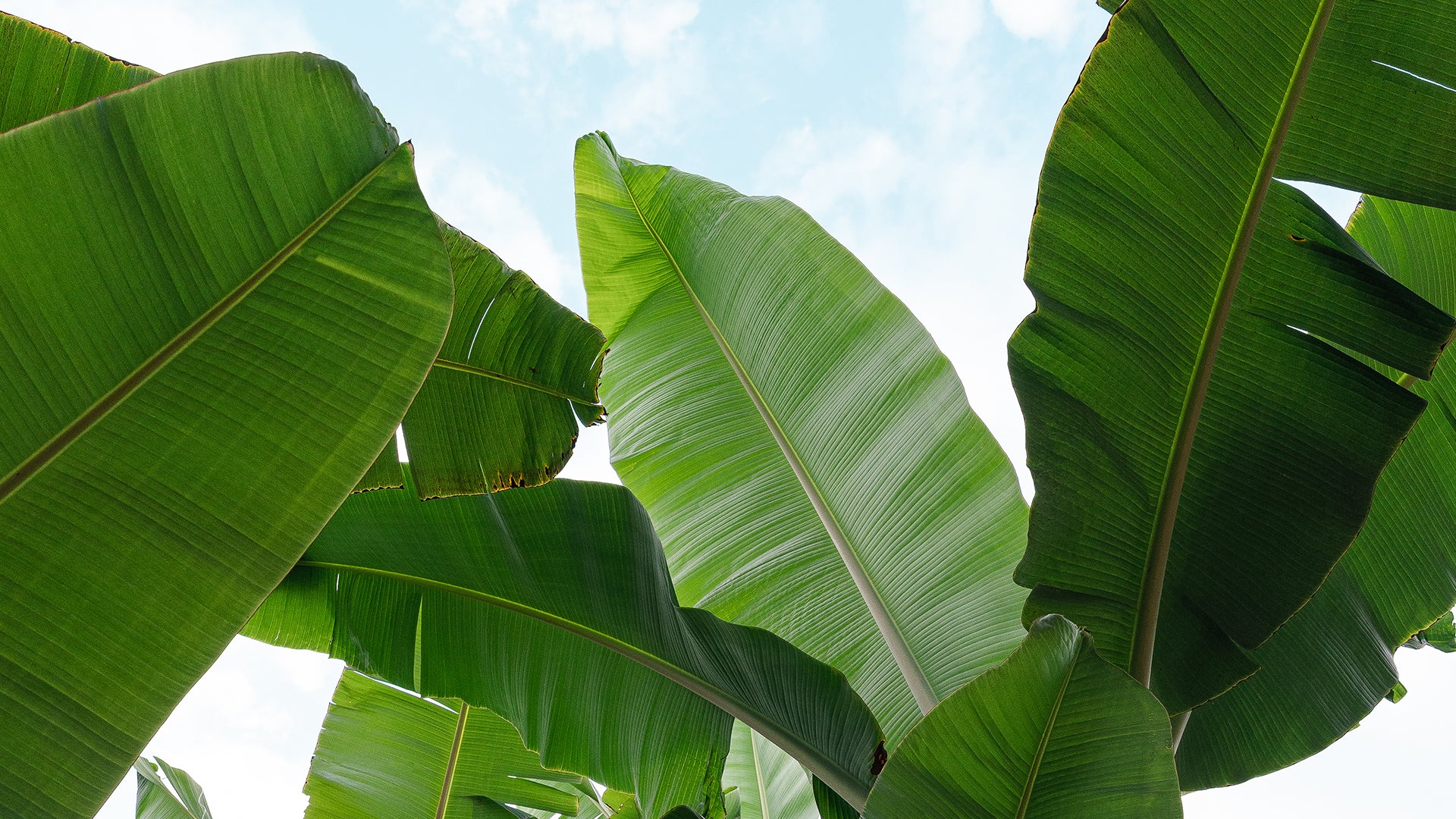Plantain trees have massive and beautiful leaves