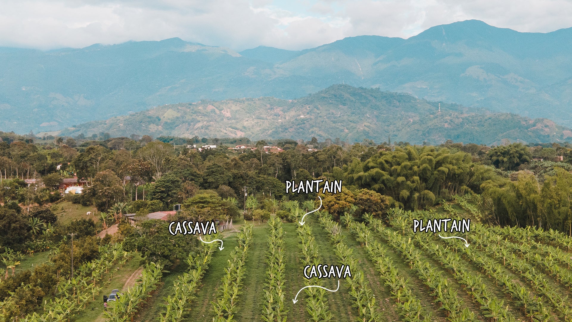 Plantain trees and cassava trees growing in a regenerative agriculture system