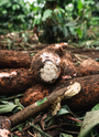 Photo of raw cassava right after being harvested