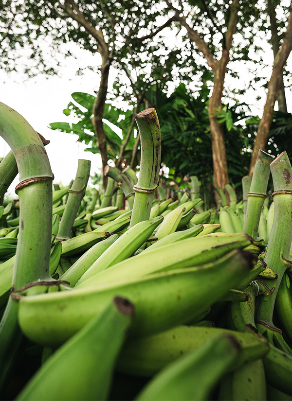 Photo of Raw Green Plantains