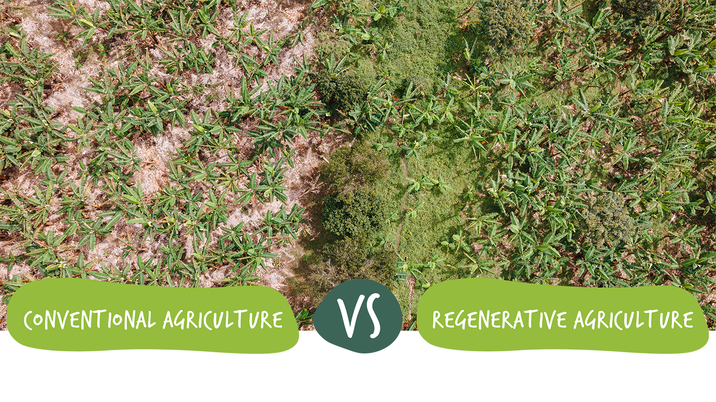 Picture comparing conventional agriculture vs regenerative agriculture